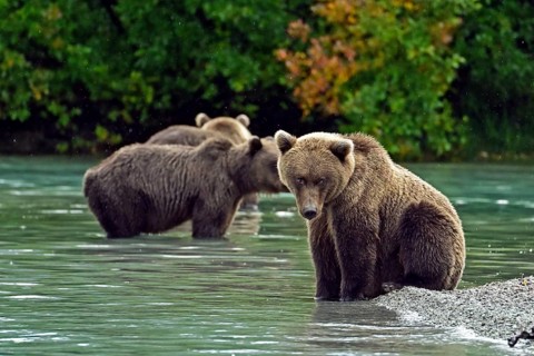 Brown bear (Ursus arctos) sitting on the shore while its siblings search for salmon in the water,
