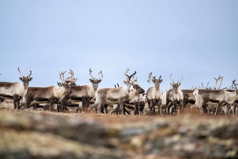 Wild mountain reindeer (Rangifer tarandus tarandus), reindeer, herd in autumn tundra, Forollhogna