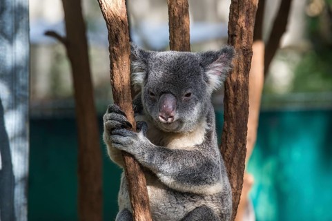 Koala (Phascolarctos cinereus), Lone Pine sanctuary, Brisbane, Queensland, Australia, Oceania