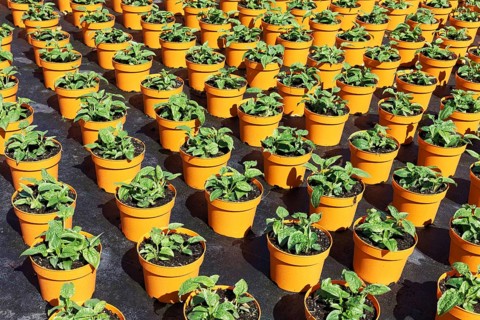 Field with yellow growing pots in a row, coneflower (Echinacea), nursery in the Volmerswerth