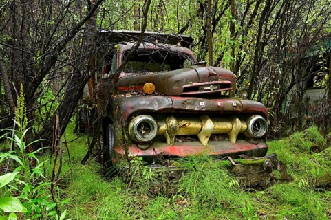 Antique car wreck stands in forest overgrown with plants, Alaska, USA, North America