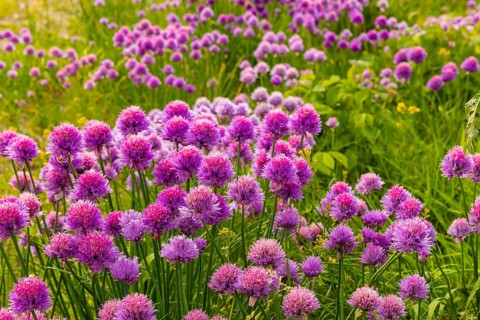Flowering chives on the Elbe meadows in Dresden's Old Town