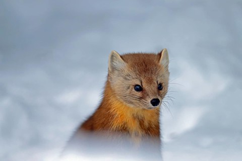 American marten (Martes americana), in the snow, portrait, Ontario, Canada, North America