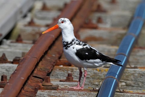 Eurasian oystercatcher (Haematopus ostralegus), leucism in an adult bird, Lower Saxony Wadden Sea