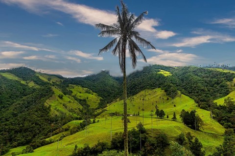 Wax palms largest palms in the world, Cocora valley, Unesco site coffee cultural landscape,