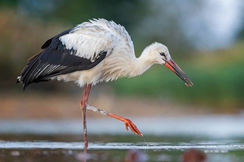 White Stork (Ciconia ciconia), white stork in shallow water foraging, wading, fishing, UNESCO