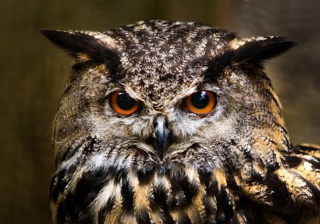 Eurasian eagle-owl (Bubo bubo) portrait, captive in Sababurg Zoo, Hofgeismar, Reinhardswald, Hesse,