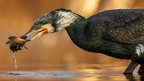 Great cormorant (Phalacrocorax carbo) with catfish as prey, hunting, fishing, preying, sunrise,