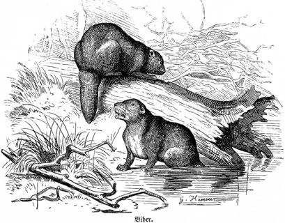Two beavers, river, bank, grass, tree trunk, Hubertus hunting, hunting scenes, wild animals,