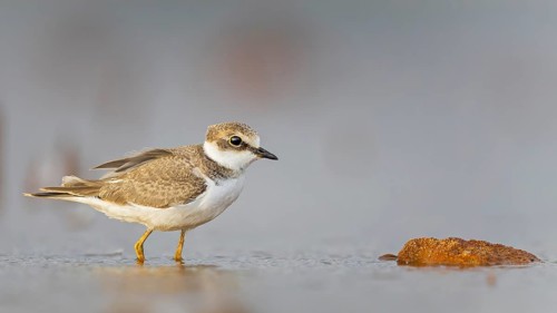 Ringed Plover (Charadrius hiaticula) Juvenile plover, foraging on a gravel bank, UNESCO Biosphere