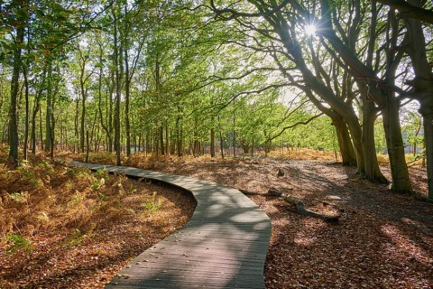 Wood plank path, forest, sun, Amsterdam water line dunes, Zandvoort, North Sea, North Holland,