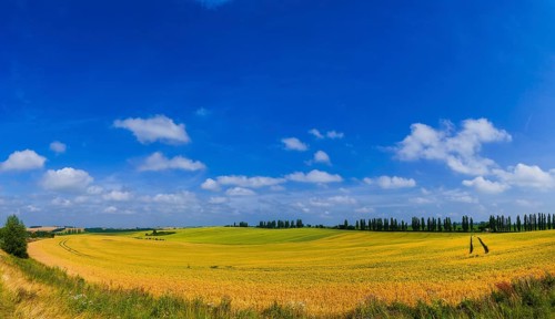 Fields near Lommatzsch