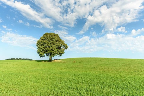 Lone tree on a hill in the French countryside. Jura, Lons-le-Saunier, Burgundy-Franche-Comte,