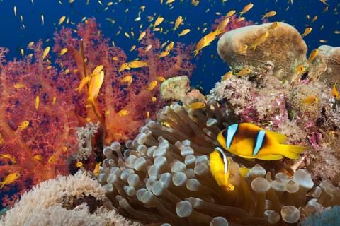 Red Sea anemonefish in the reef, Amphiprion bicinctus, Red Sea, Ras Mohammed, Egypt, Africa
