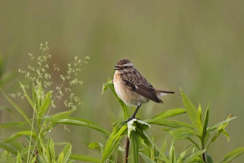 Whinchat, Saxicola rubetra, whinchat