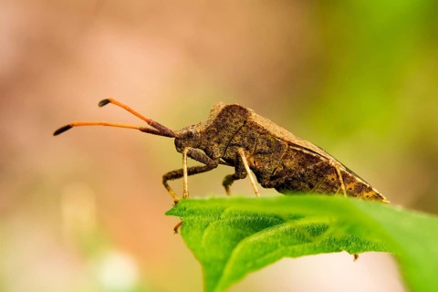 Close-up of a bug sitting on a leaf