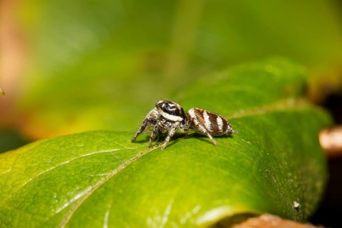 Zebraspringspinne, Salticus scenicus, zebra back spider