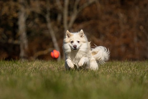 Ball games with my Icelandic dog