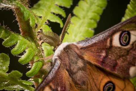 Small emperor moth, male, Saturnia pavonia, small emperor moth, male