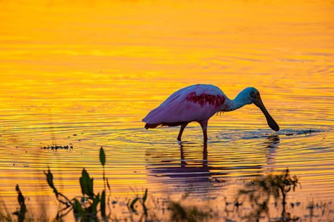 Roseate spoonbill (Ajaia ajaja) Pantanal Brazil