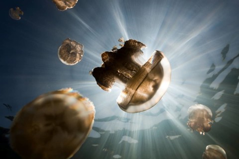 Mastigias jellyfish, Mastigias papua etpisonii, Jellyfish Lake, Micronesia, Palau, Oceania