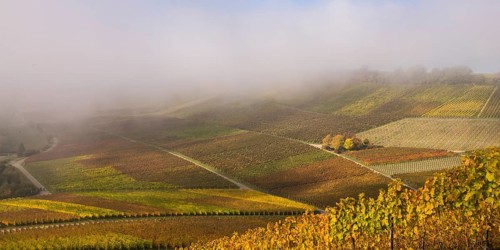 Autumn-coloured vineyards near Neipperg