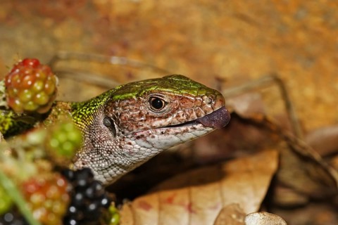 Green lizard, Lacerta viridis, European green lizard