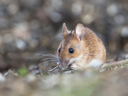A yellow-necked mouse eats a sprouted sunflower seed