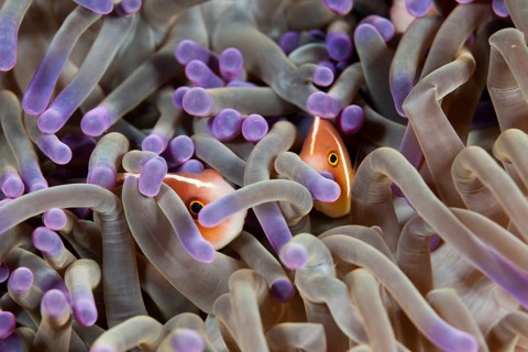 Collared anemonefish hiding in an anemone, Amphiprion perideraion, Komodo National Park, Indonesia,