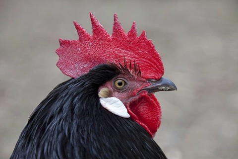Close up of Vorwerk cock a German chicken (Gallus gallus domesticus) breed, Germany, Europe