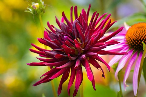 Dahlias (Dahlia), double, red, close-up flower, Ternitz, Lower Austria, Austria, Europe