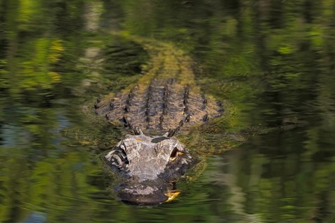 American alligator (Alligator mississippiensis), in a swamp landscape, Everglades National Park,