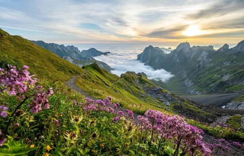 Purple flowers on a mountain meadow, view over Säntis mountains into the valley of Meglisalp at