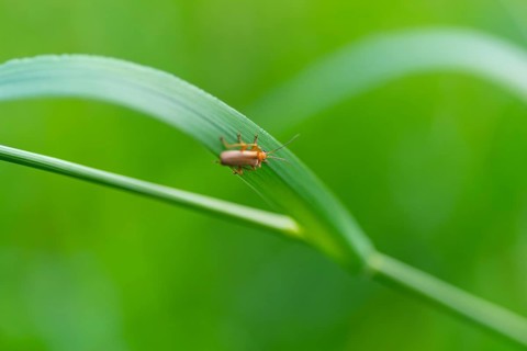 Close-up, soft-bodied beetle (Cantharis figurata), sitting on a blade of grass, Neustadt am
