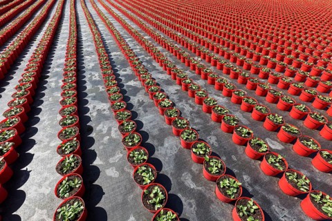Field with red growing pots in a row, coneflower (Echinaceae), nursery in the Volmerswerth