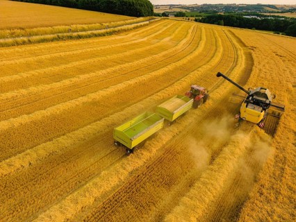 Grain harvest in a field near Babisnau on the outskirts of Dresden