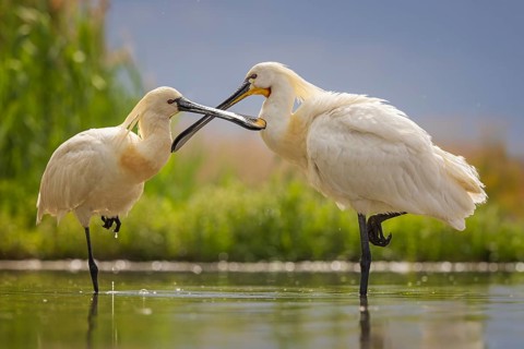 Spoonbill eurasian spoonbill (Platalea leucorodia), breeding bird, summer bird, foraging, mudflats,