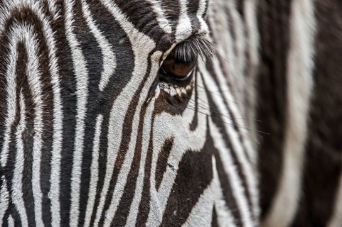Grévy's zebra, imperial zebra (Equus grevyi) native to Kenya and Ethiopia, close up of striped head