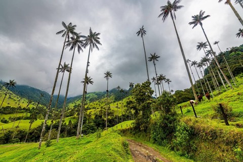 Wax palms largest palms in the world, Cocora valley, Unesco site coffee cultural landscape,