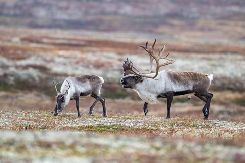 Wild mountain reindeer (Rangifer tarandus tarandus), bull courting female, in autumn tundra,