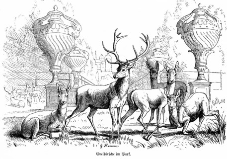 Several noble stags in a park, fallow deer, antlers, roe deer, stag, castle, Hubertus hunt, hunting