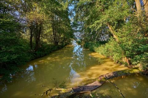River, floodplain forest, morning, summer, Tiebel estuary, Steindorf am Lake Ossiach, Lake Ossiach,