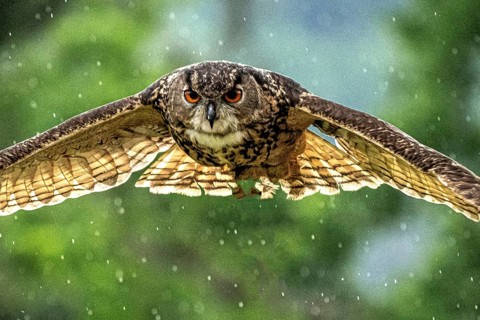 Eurasian eagle-owl (bubo bubo) captive, Riegersburg, Styria, Austria, Europe