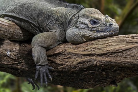 Rhinoceros iguana (Cyclura cornuta) resting in tree, endangered species endemic to the Caribbean