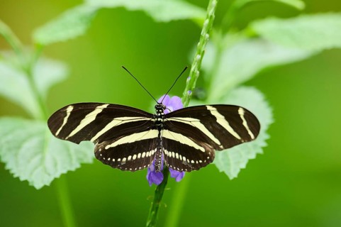 Zebra longwing (Heliconius charithonia) on a blossom, captive, Germany, Europe