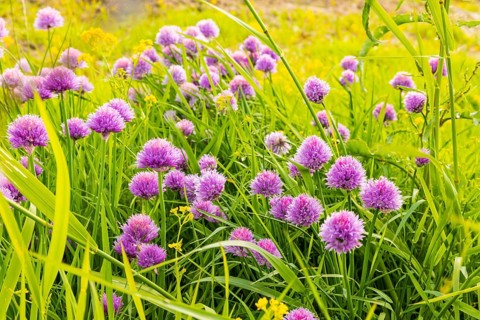 Flowering chives on the Elbe meadows in Dresden's Old Town