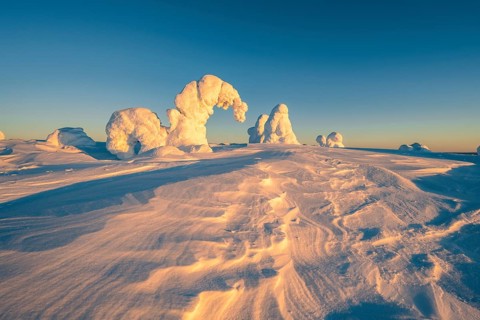 Snowed-in trees, winter landscape, Riisitunturi National Park, Posio, Lapland, Finland, Europe