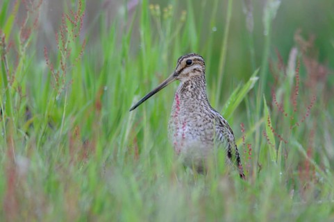 Common Snipe (Gallinago gallinago), Emsland, Lower Saxony, Germany, Europe