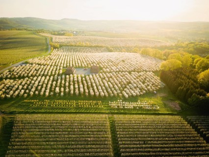 Blooming apple orchards in Wittgensdorf