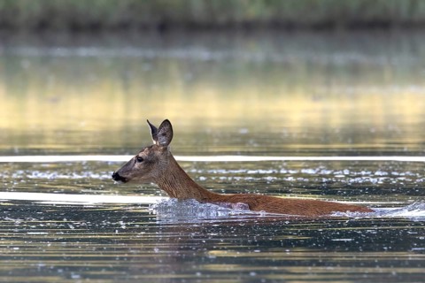 Roe goat swimming in the river, Europe, Austria, Upper Austria, Europe